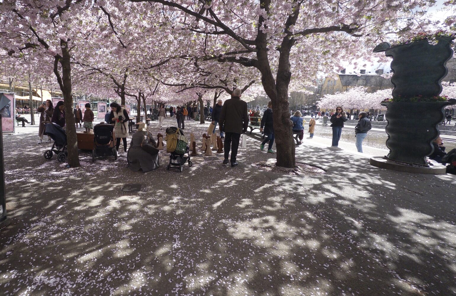 Schackspel under körsbärsblommor i Kungsträdgården, Stockholm 
